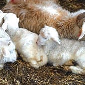 Stada dwa, trzy razy w roku pozbywają się swojej wełny. 