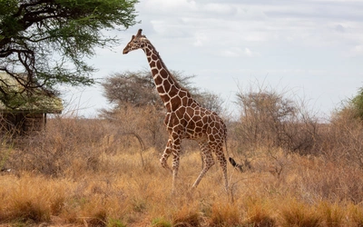 Choroby tropikalne coraz częściej w Europie