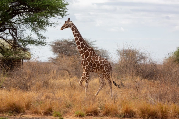 Choroby tropikalne coraz częściej w Europie