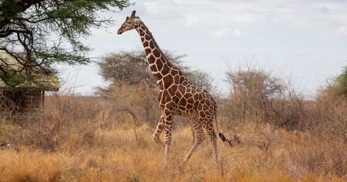 Choroby tropikalne coraz częściej w Europie