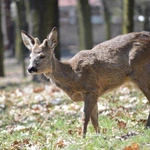 Misterium w Piekarach Śl. 2026 - Droga Krzyżowa