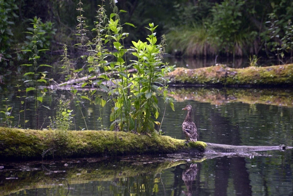 Tomaszów Mazowiecki