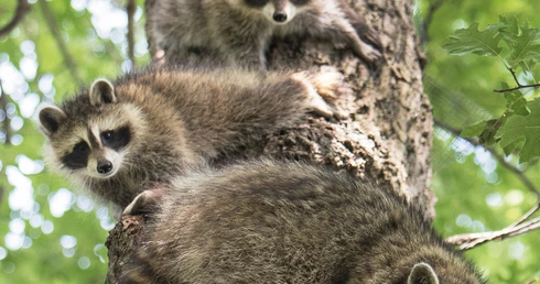 Szopy nie tylko świetnie się wspinają, ale też nieźle pływają. Potrafią spowodować spustoszenie wśród drobnych i średnich zwierząt. 