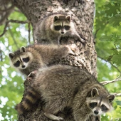 Szopy nie tylko świetnie się wspinają, ale też nieźle pływają. Potrafią spowodować spustoszenie wśród drobnych i średnich zwierząt. 