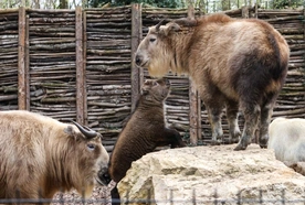 Opolska rodzina takinów złotych powiększyła się
