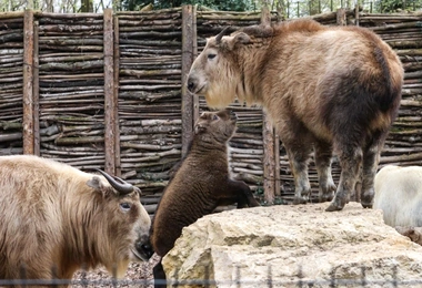 Opolska rodzina takinów złotych powiększyła się