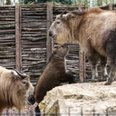 Opolska rodzina takinów złotych powiększyła się