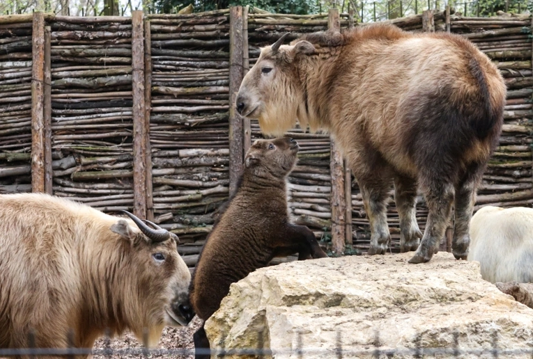 Opolska rodzina takinów złotych powiększyła się