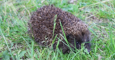 Serce natury. Gdy wiosna budzi świat 