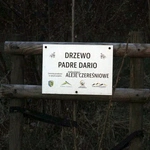 Rozkwitające drzewa czereśniowe w alejach wokół Góry Świętej Anny