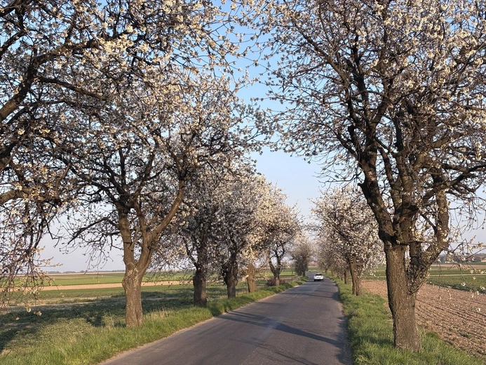 Rozkwitające drzewa czereśniowe w alejach wokół Góry Świętej Anny