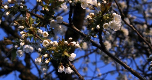 Rozkwitające drzewa czereśniowe w alejach wokół Góry Świętej Anny