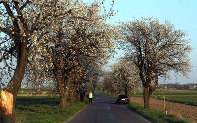 Czereśnie wokół Góry św. Anny już rozkwitają