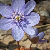 Wszystko ma swój czas…