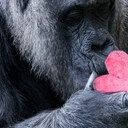 Fatou – najstarsza gorylica na świecie