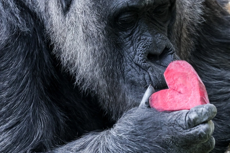 Fatou – najstarsza gorylica na świecie