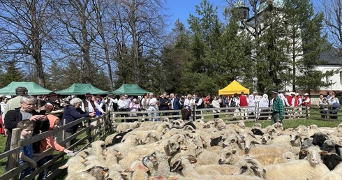 Owce podczas wiosennego redyku w Rychwałdzie goszczą już po raz kolejny.