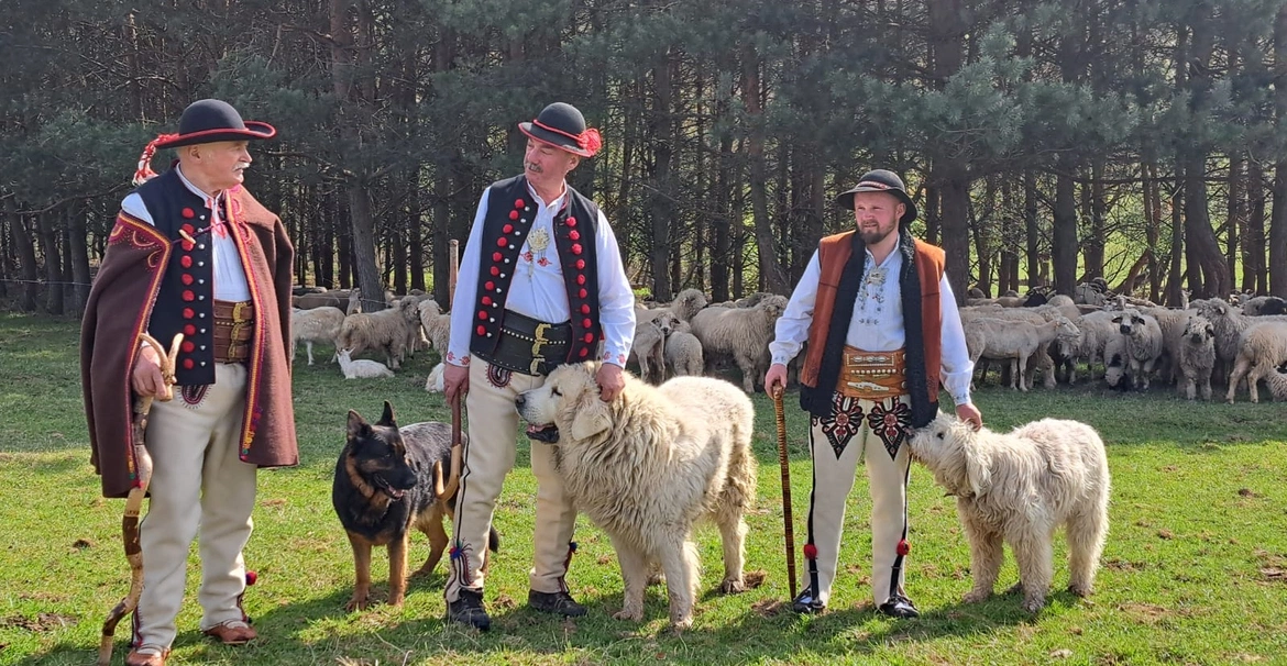 Rozpoczęcie sezonu pasterskiego w Rychwałdzie 
