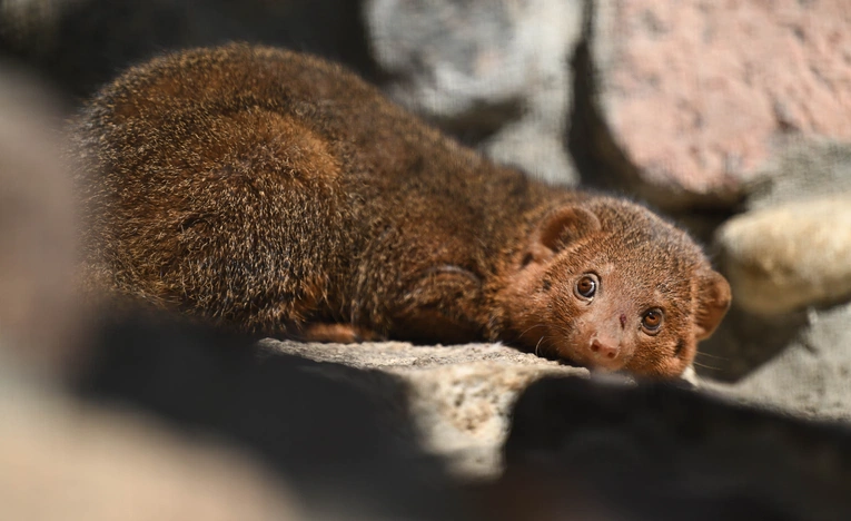 Mangusteczki karłowate 