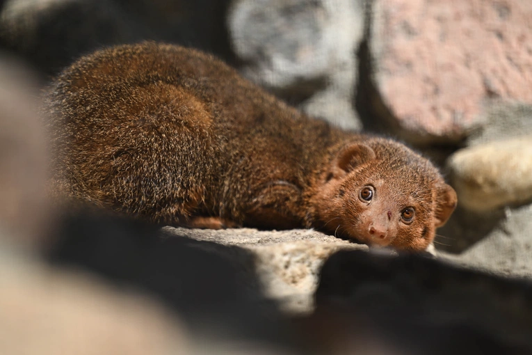 Mangusteczki karłowate 