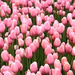 Wiosna w Ogrodzie Botanicznym