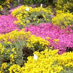 Wiosna w Ogrodzie Botanicznym