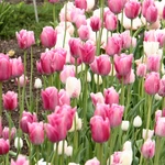 Wiosna w Ogrodzie Botanicznym