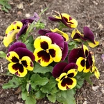 Wiosna w Ogrodzie Botanicznym