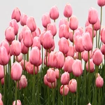 Wiosna w Ogrodzie Botanicznym
