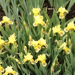 Wiosna w Ogrodzie Botanicznym