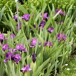 Wiosna w Ogrodzie Botanicznym