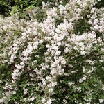 Wiosna w Ogrodzie Botanicznym