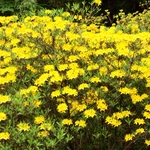 Wiosna w Ogrodzie Botanicznym