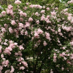 Wiosna w Ogrodzie Botanicznym