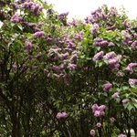 Wiosna w Ogrodzie Botanicznym