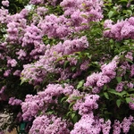 Wiosna w Ogrodzie Botanicznym
