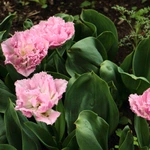 Wiosna w Ogrodzie Botanicznym