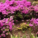Wiosna w Ogrodzie Botanicznym