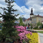 Pszczyna. Rozpoczęły się Daisy Days