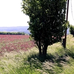 Pola inkarnatki na Osobłoskim Cyplu