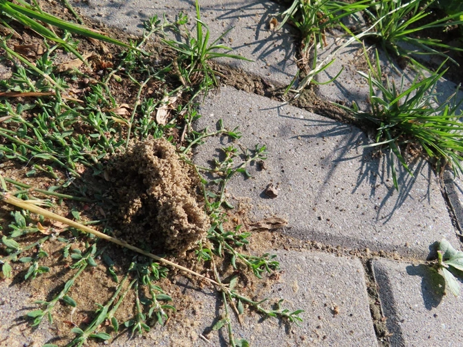 Przyroda w mieście