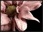 Justysia0616