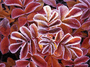 wesia222