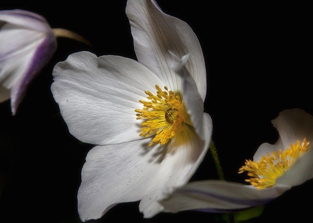 Ciemiernik biały/Rosa di Natale