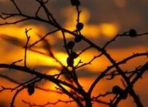 Znalezieni na drodze do Damaszku