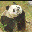 Panda wielka (Ailuropoda melanoleuca)