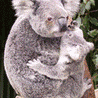 Koala (Phascolarctos cinereus)