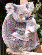 Koala (Phascolarctos cinereus)