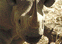 Nosorożec (Rhinocerotidae)