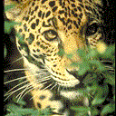 Jaguar (Panthera onca)